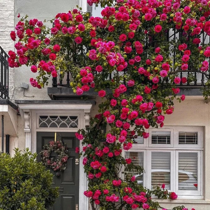 Climbing Rose Flower Seeds — Year-Round Blooming (UK Imported)