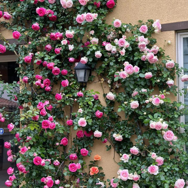 Climbing Rose Flower Seeds — Year-Round Blooming (UK Imported)