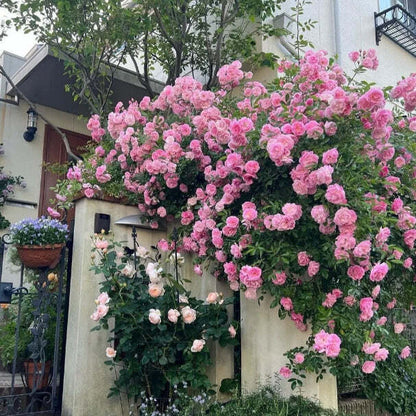 Climbing Rose Flower Seeds — Year-Round Blooming (UK Imported)